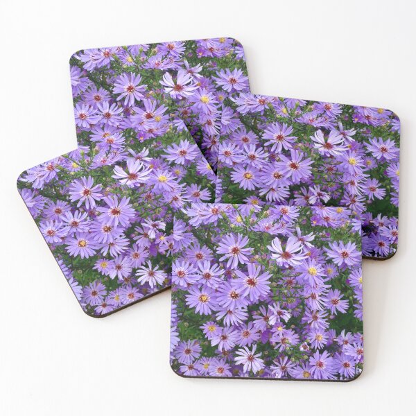 Item preview, Michaelmas Daises. “Purple Peace” Miserden Gardens, Miserden,Gloucestershire. designed and sold by Angela Haig-Harrison.