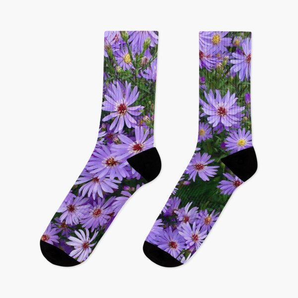 Item preview, Michaelmas Daises. “Purple Peace” Miserden Gardens, Miserden,Gloucestershire. designed and sold by Angela Haig-Harrison.