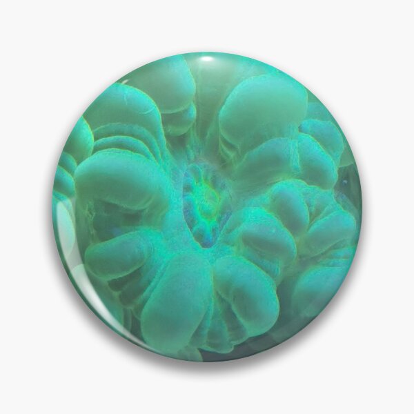 Item preview, Caulastrea designed and sold by Guigotsu.