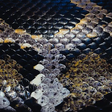 Artwork thumbnail, Python Skin Pattern by Trendytstore