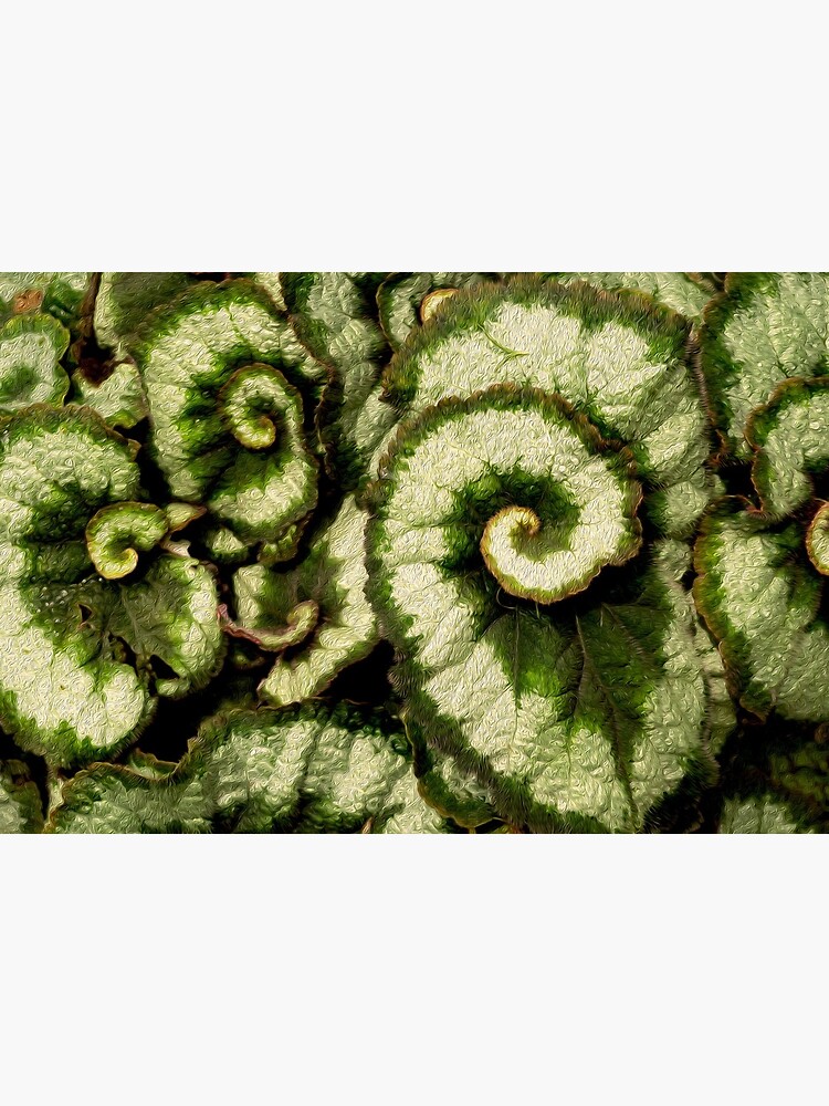 Lámina rígida «Begonia Escargot Rex mostrando su Ración de Oro | #Begonia  #GoldenRatio #NeoTropical» de TheNeoTropical | Redbubble