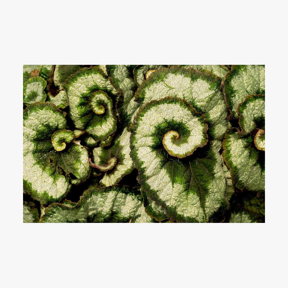 Escargot Rex Begonia showing off its Golden Ration | #Begonia #GoldenRatio  #NeoTropical