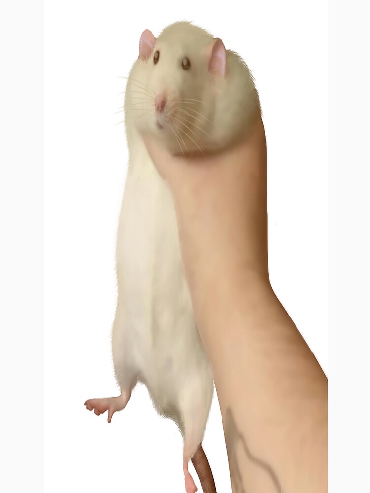 "Fat Rat Being Held" Tshirt by HolHorse Redbubble