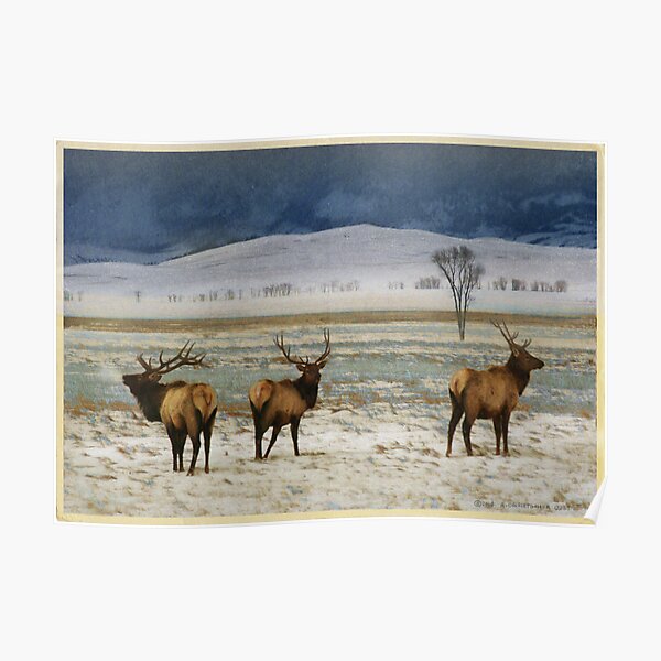 bull elk on the refuge Poster