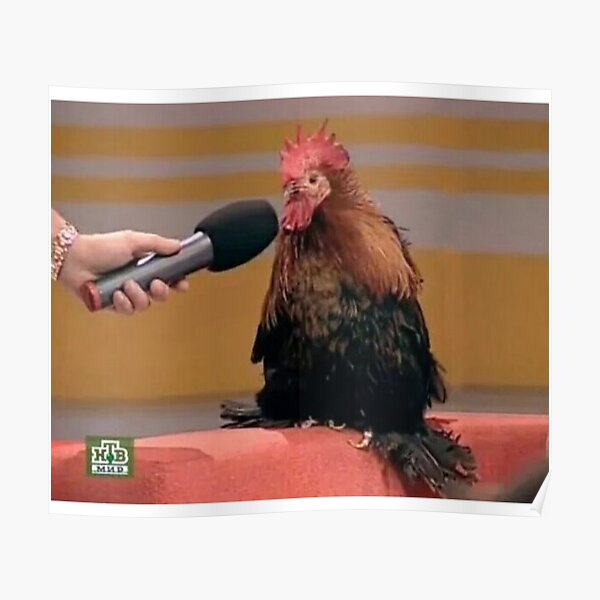 Chicken with a microphone meme Poster