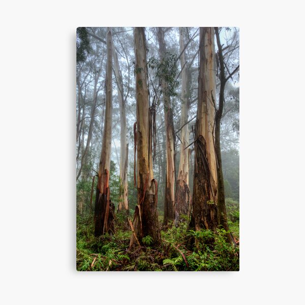 Item preview, Tall Timber designed and sold by Ian English Imagery.