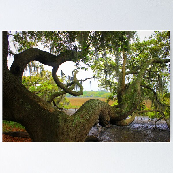 Item preview, Live Oak Twist designed and sold by Cecilia Carr.
