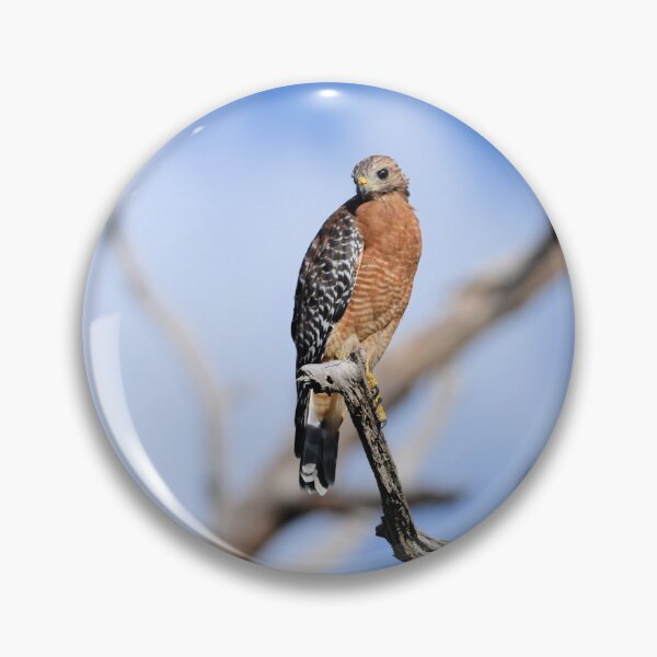 Item preview, Red-Shoulder Hawk is perched in a old dead tree designed and sold by Jeff Ore.