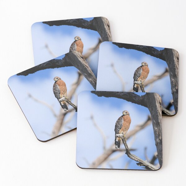 Item preview, Red-Shoulder Hawk is perched in a old dead tree designed and sold by Jeff Ore.