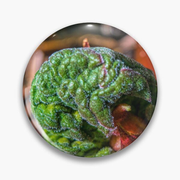 Item preview, Rhubarb bud designed and sold by CanadianWild418.