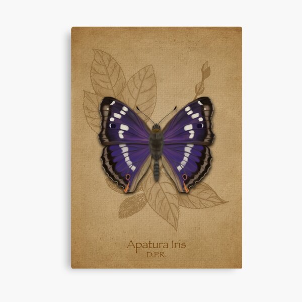 Apatura Iris Canvas Print