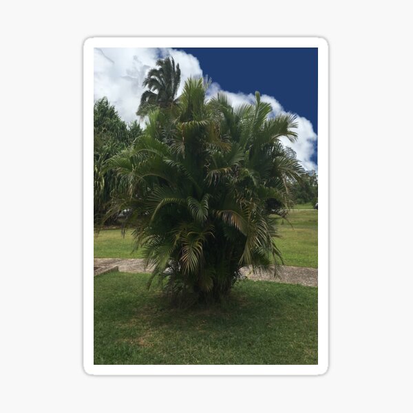 Tropical Palm Tree Against White Clouds and Blue Sky Sticker