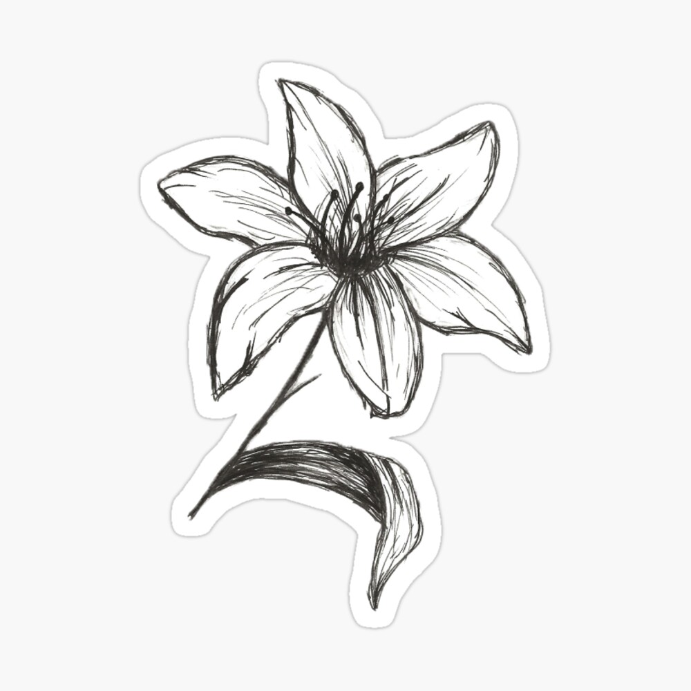 White Lily Flower Drawing | suturasonline.com.br