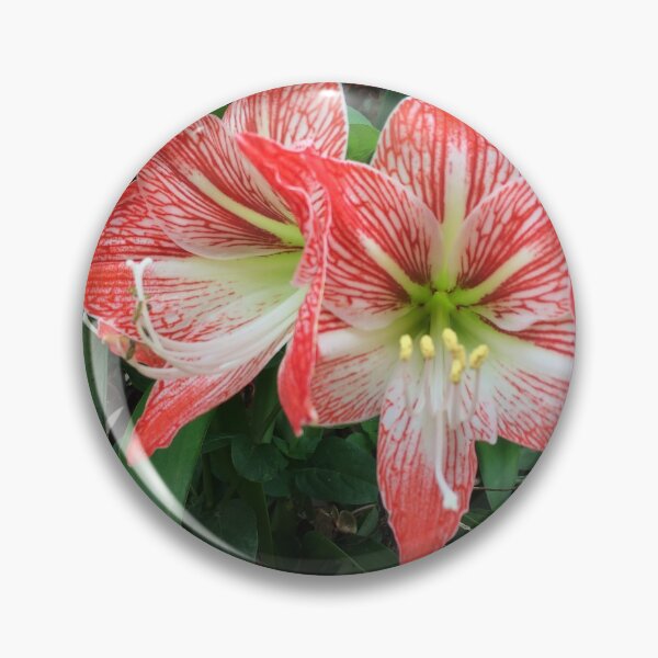 Item preview, Amaryllis Flowers Red designed and sold by JDMHoney.