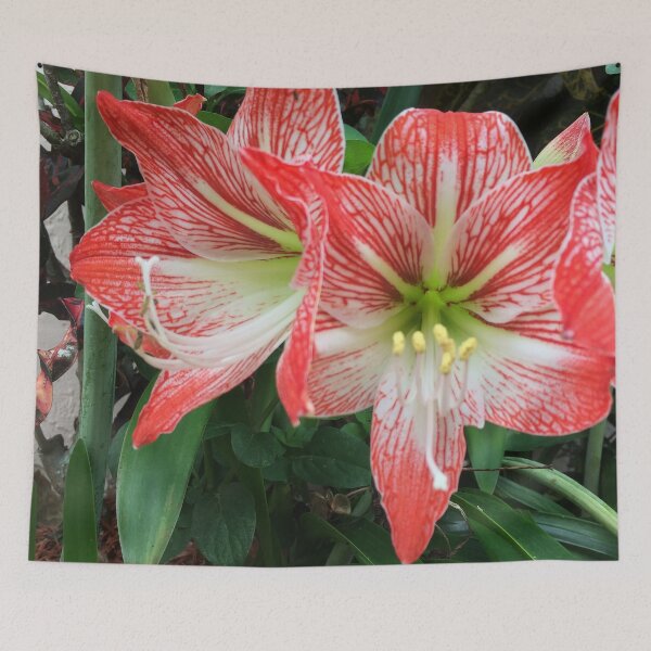 Item preview, Amaryllis Flowers Red designed and sold by JDMHoney.