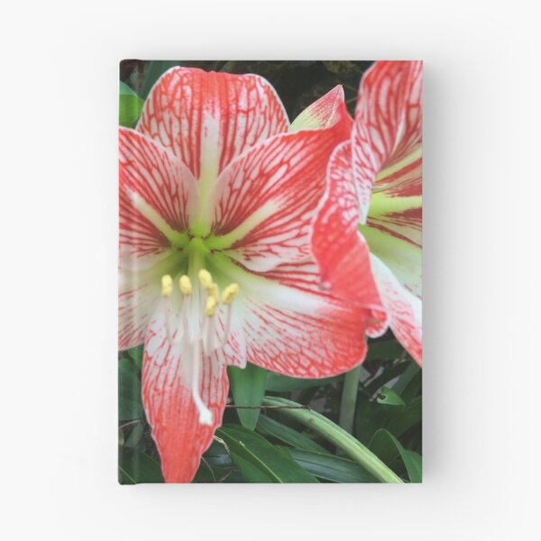 Item preview, Amaryllis Flowers Red designed and sold by JDMHoney.