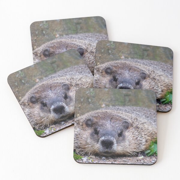 Item preview, Groundhog closeup: looking straight into the camera designed and sold by VadimK.