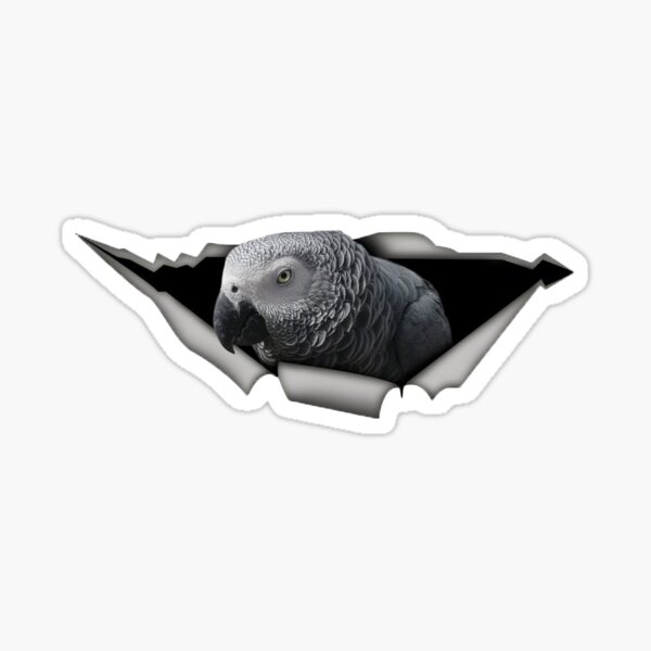 Aperçu de l'œuvre Perroquet gris africain Sticker créée et vendue par AtlassArts.