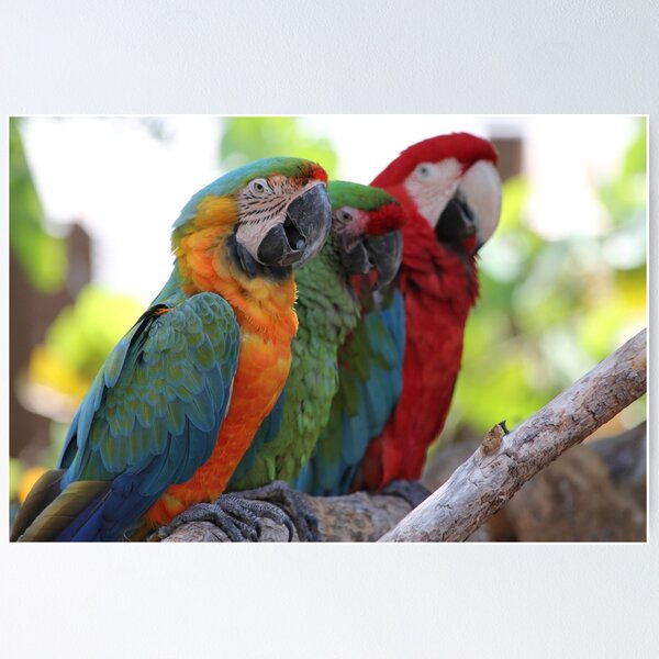 Item preview, Hanging Parrots designed and sold by JDMHoney.