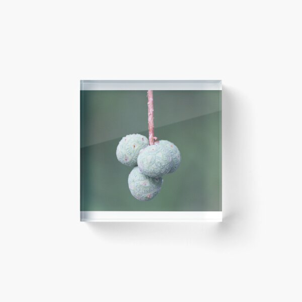 Item preview, Hanging Fruit designed and sold by JDMHoney.