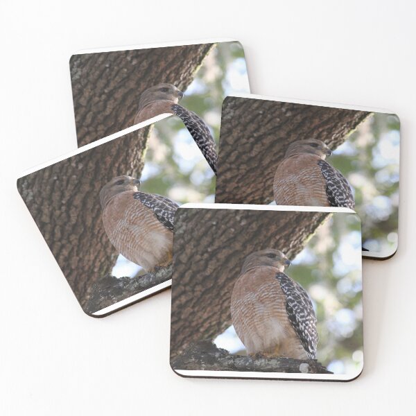 Item preview, Hawk designed and sold by JDMHoney.
