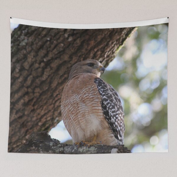 Item preview, Hawk designed and sold by JDMHoney.