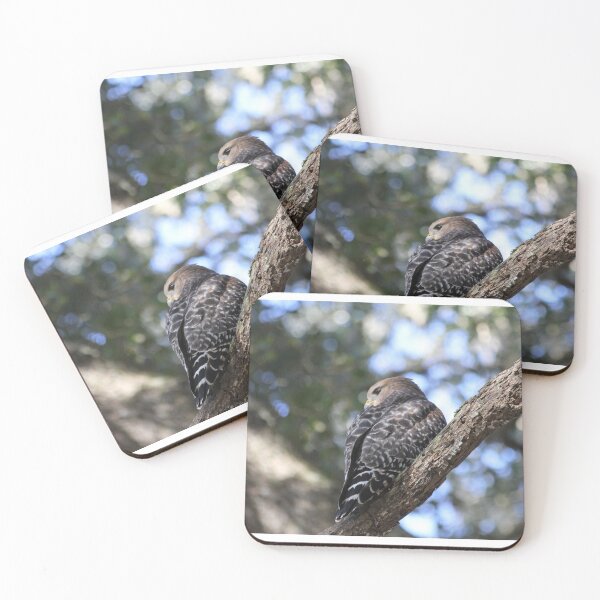 Item preview, Hawk designed and sold by JDMHoney.