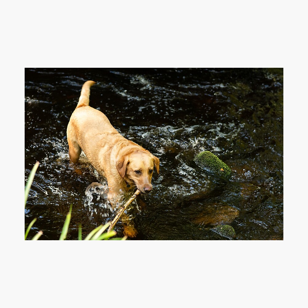 labrador golden river