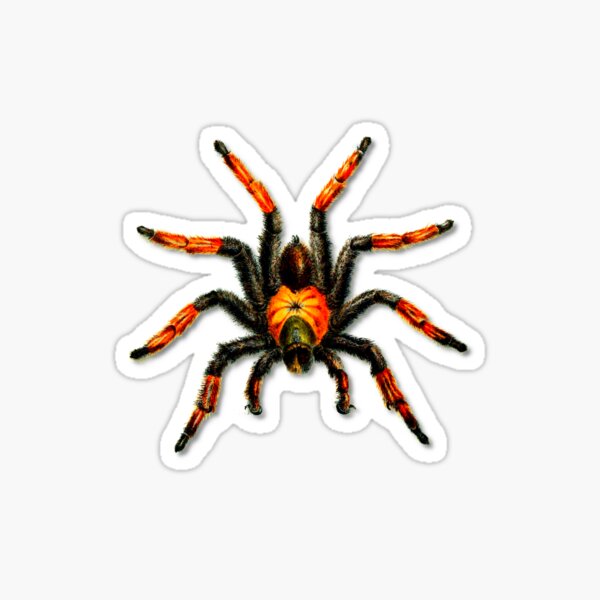 Item preview, Halloween Spider designed and sold by DFMY.