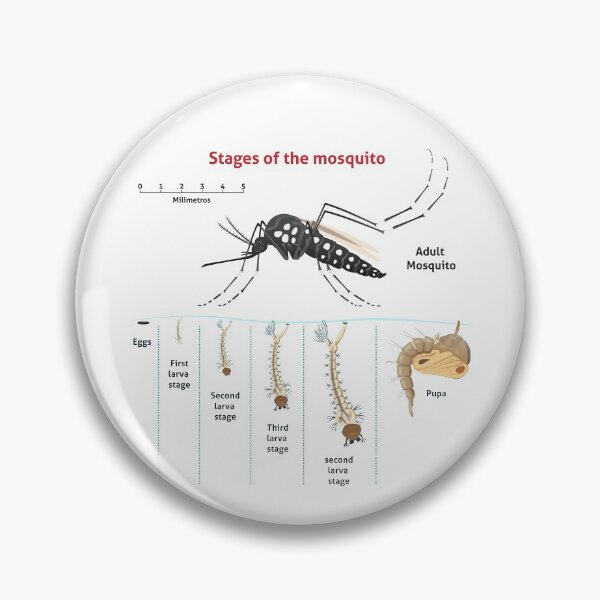 Item preview, Nature Aedes aegypti, growth-stage stilt mosquito. Ideal for informational and institutional related sanitation and care designed and sold by LucianoCosmo.