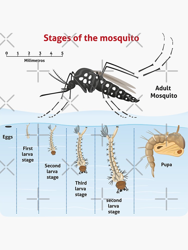 "Nature Aedes aegypti, growthstage stilt mosquito. Ideal for