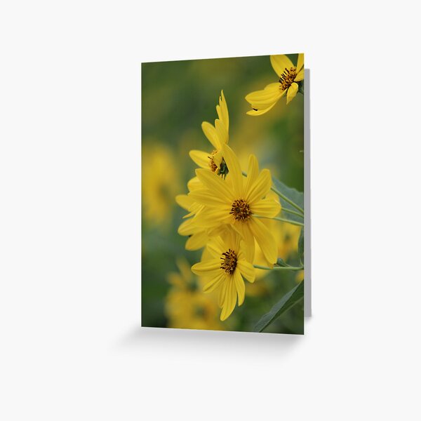 Yellow Daisey Greeting Card