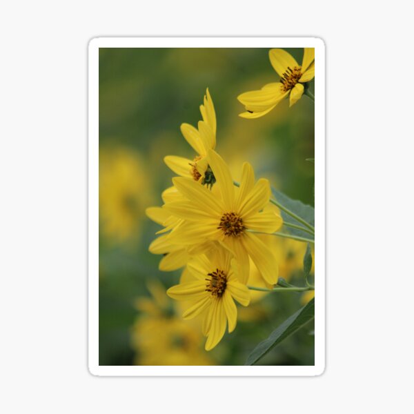 Yellow Daisey Sticker