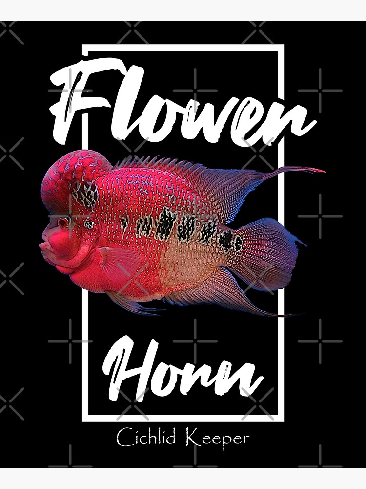 Flowerhorn Cichlid Fish Keeper Poster for Sale by JRRTs