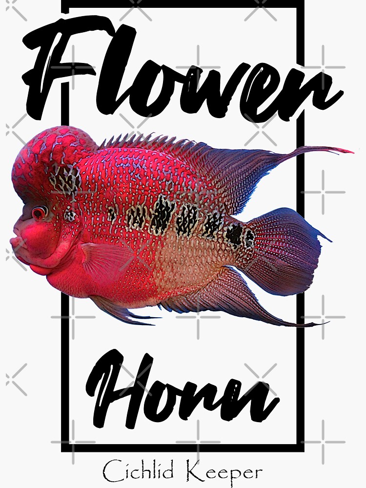 Flowerhorn Cichlid Fish Keeper Sticker for Sale by JRRTs