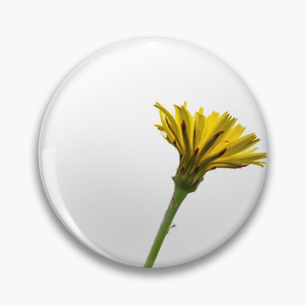 Item preview, Dandelion flower underside selective focus isolated on white designed and sold by Brian Scantlebury.