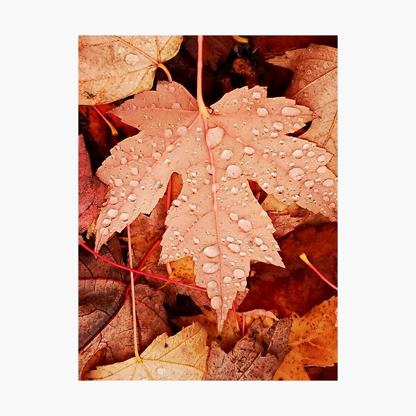 Enchanting Autumn arriving soon by Yannis Lobaina Photographic Print