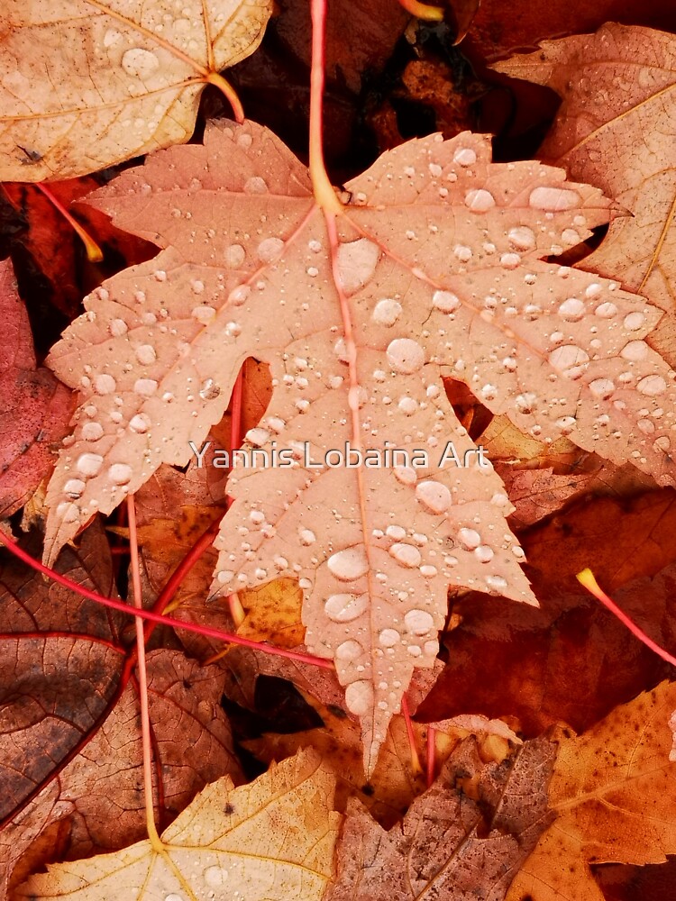 Enchanting Autumn arriving soon by Yannis Lobaina by lobaina1979
