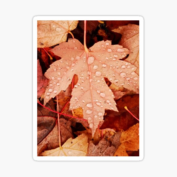 Enchanting Autumn arriving soon by Yannis Lobaina Sticker