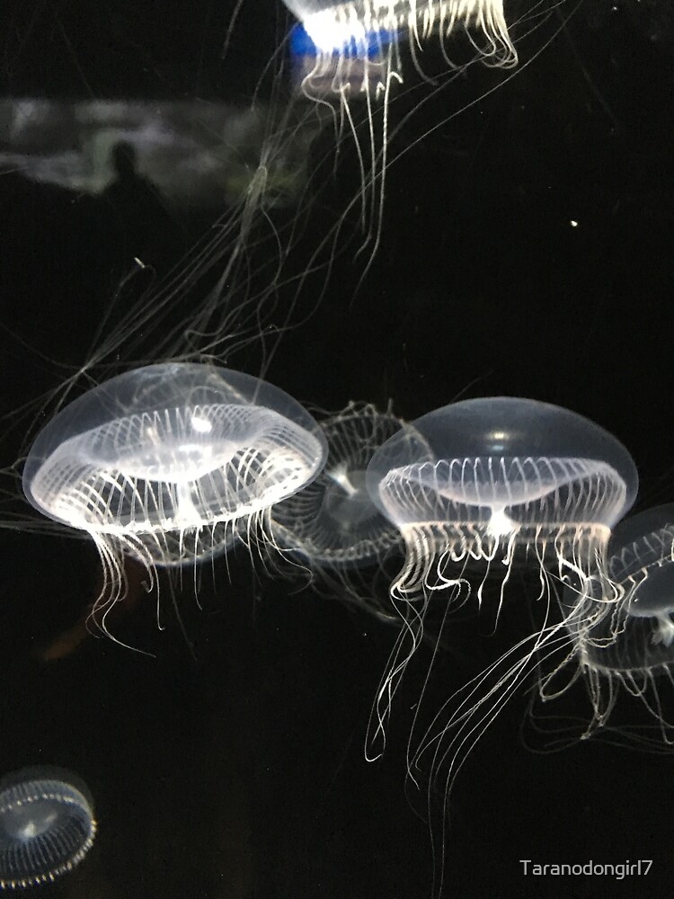 "Clear Jellyfish" Poster for Sale by Taranodongirl7 Redbubble