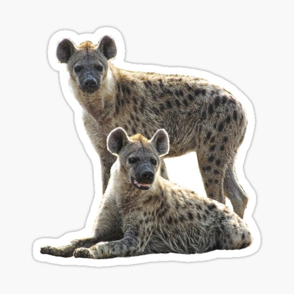 Item preview, Hyenas on safari in Kenya / Africa designed and sold by TShirtsundMehr.