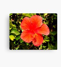 SINGLE RED HYBISCUS ON BUSH Canvas Print