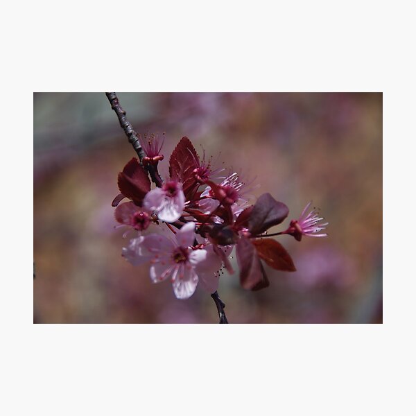 Item preview, Spring Blossom in York designed and sold by lezvee.
