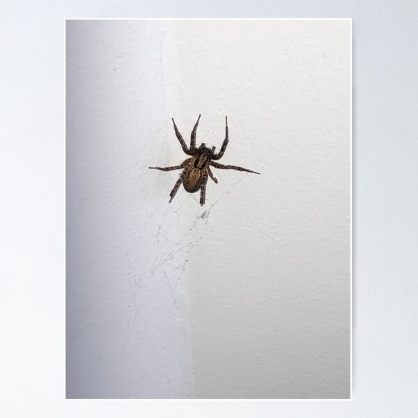 Item preview, Big Brown Spider designed and sold by Taranodongirl7.