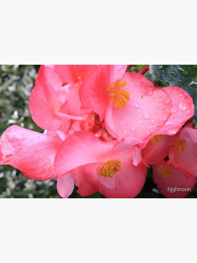 Pink Rose Petals With Raindrops Acrylic Print