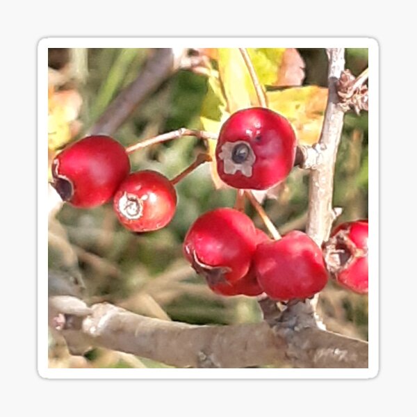 Item preview, Red berries taken on the Southdowns in Sussex designed and sold by Emma  Amies.