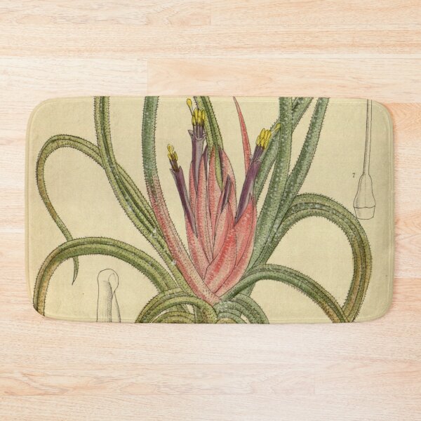 Item preview, Tillandsia benthamiana andrieuxii 140 8576 designed and sold by EsotericBotanic.