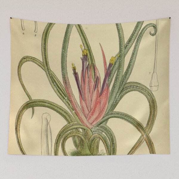Item preview, Tillandsia benthamiana andrieuxii 140 8576 designed and sold by EsotericBotanic.
