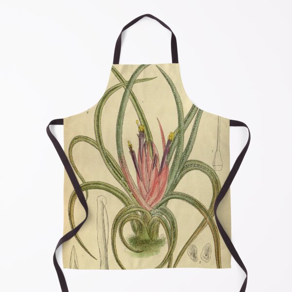 Item preview, Tillandsia benthamiana andrieuxii 140 8576 designed and sold by EsotericBotanic.