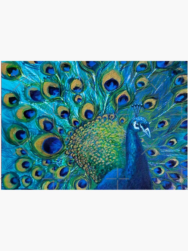 Full Glory Peacock by nicolamorgan